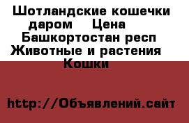 Шотландские кошечки даром  › Цена ­ 1 - Башкортостан респ. Животные и растения » Кошки   